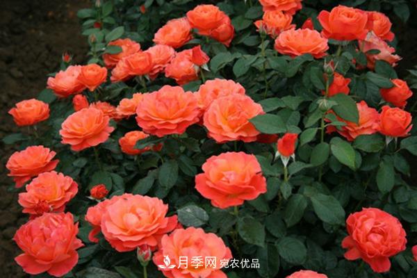 10個(gè)熱門的豐花月季品種推薦(圖10)