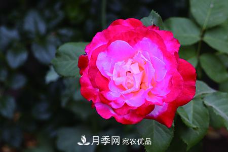 養(yǎng)護月季花施肥施什么肥料？(圖2)