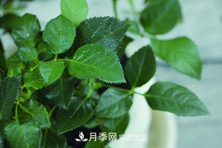 養(yǎng)護月季花施肥施什么肥料？(圖3)