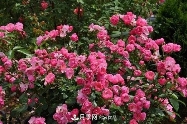 什么是豐花月季，它有什么特點(diǎn)？(圖4)