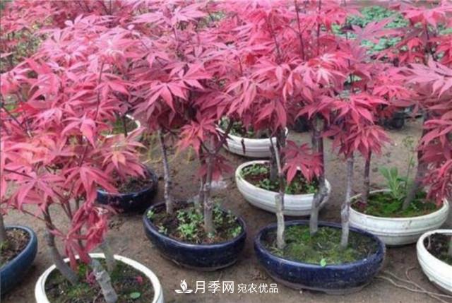 秋天到了，紅楓盆景需做好3個(gè)要點(diǎn)，葉子鮮紅似火(圖1)