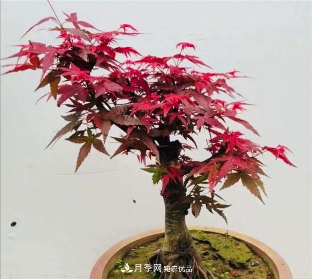 秋天到了，紅楓盆景需做好3個(gè)要點(diǎn)，葉子鮮紅似火(圖2)