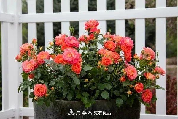 月季花夏季的修剪、施肥和防治病蟲害攻略，遠(yuǎn)離紅蜘蛛黑斑病(圖1)