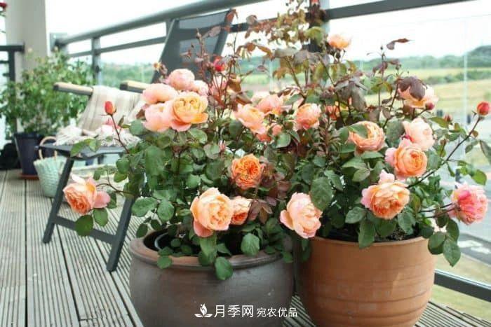 月季花夏季的修剪、施肥和防治病蟲害攻略，遠(yuǎn)離紅蜘蛛黑斑病(圖2)