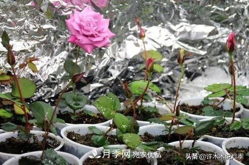 月季打頂是什么意思？教你正確打頂，苗更壯長(zhǎng)更快花更多(圖4)