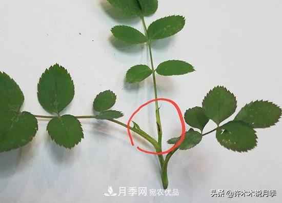 月季打頂是什么意思？教你正確打頂，苗更壯長(zhǎng)更快花更多(圖7)