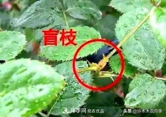 月季打頂是什么意思？教你正確打頂，苗更壯長(zhǎng)更快花更多(圖6)