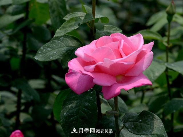 養(yǎng)月季，做好“4點”，月季花呼呼開，又多又大(圖1)