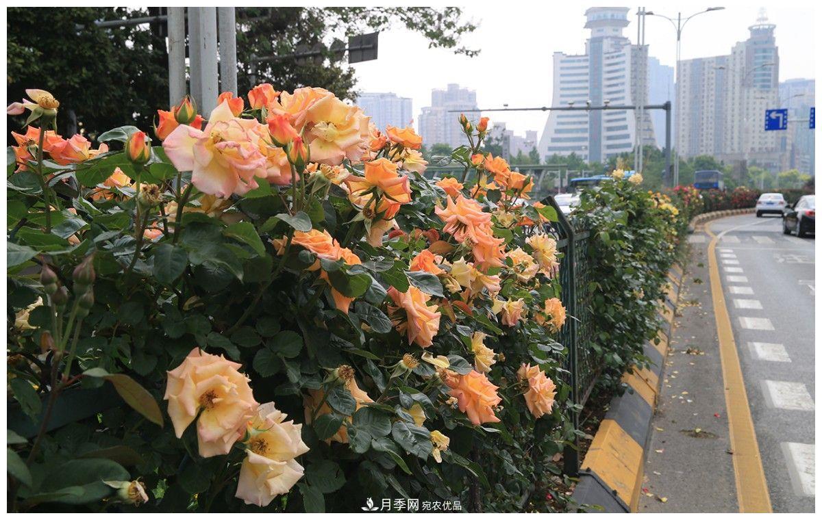 誰說月光族就不配養(yǎng)花？這20種月季花月薪3000也能養(yǎng)(圖1)