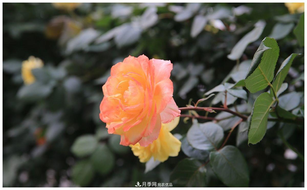 誰說月光族就不配養(yǎng)花？這20種月季花月薪3000也能養(yǎng)(圖4)