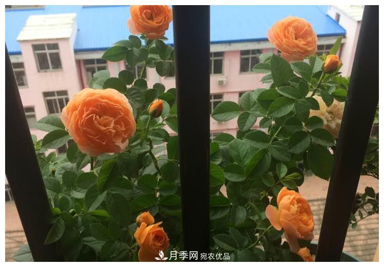 誰說月光族就不配養(yǎng)花？這20種月季花月薪3000也能養(yǎng)(圖12)