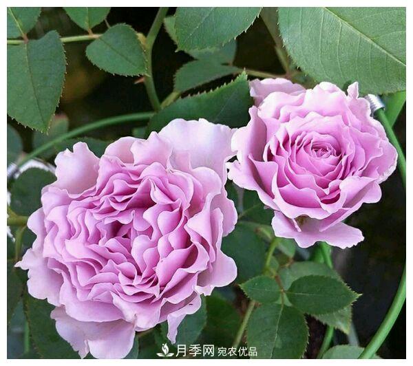 誰說月光族就不配養(yǎng)花？這20種月季花月薪3000也能養(yǎng)(圖11)