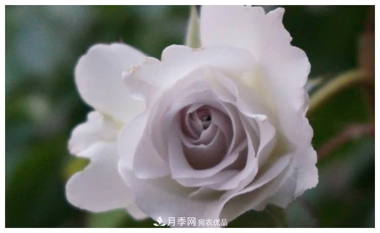 誰說月光族就不配養(yǎng)花？這20種月季花月薪3000也能養(yǎng)(圖16)