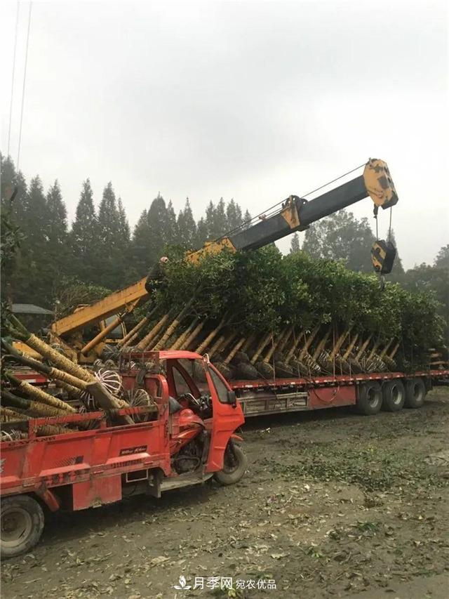 先抑后揚(yáng)，上半年四川溫江的花木賣了12億(圖1)