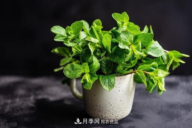 上海發(fā)布《窗陽臺綠化推薦植物名錄》，月季花在列，好不好養(yǎng)來看看(圖5)