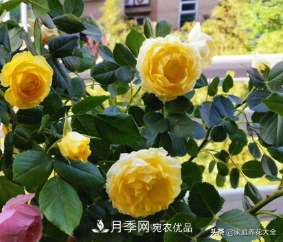 養(yǎng)多少月季，才能實現(xiàn)切花自由？這3棵就夠了(圖3)