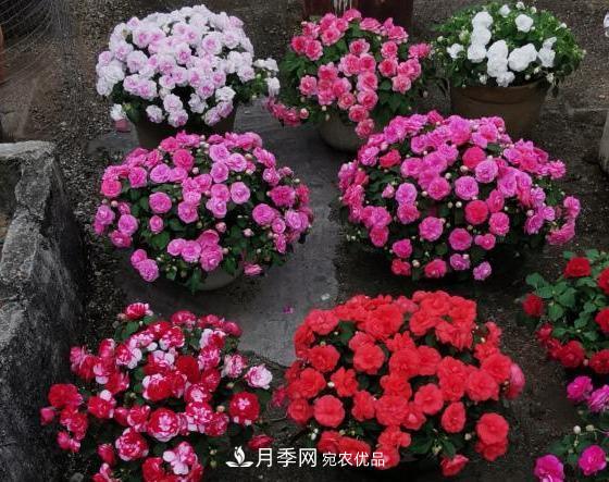 比月季開花多，比茉莉好看，花瓣層層疊疊似牡丹，花期300天(圖3)