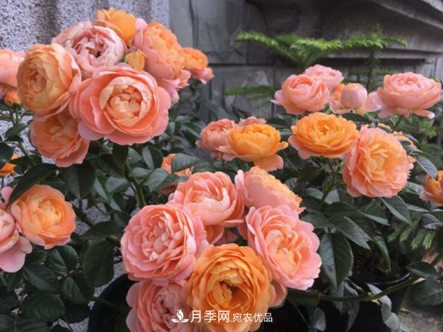 家中養(yǎng)月季花，老是愛黑桿？原來是2個“細(xì)節(jié)”犯了錯(圖2)