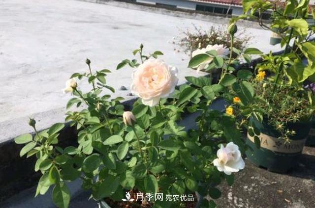 3分鐘學(xué)會扦插月季花，一棵變十棵，100%成活！(圖1)