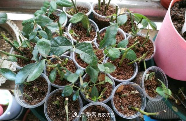 3分鐘學(xué)會扦插月季花，一棵變十棵，100%成活！(圖2)