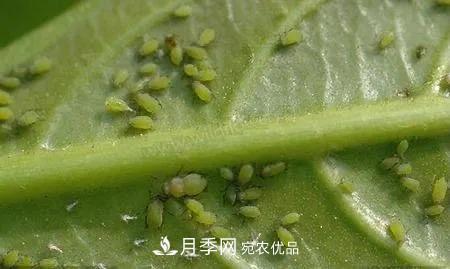 夏天月季花愛(ài)生蟲？幾個(gè)小方法輕松應(yīng)對(duì)六大蟲害！(圖2)