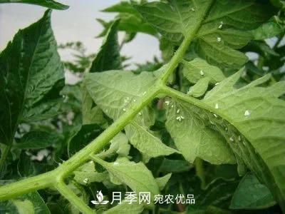 夏天月季花愛(ài)生蟲？幾個(gè)小方法輕松應(yīng)對(duì)六大蟲害！(圖4)