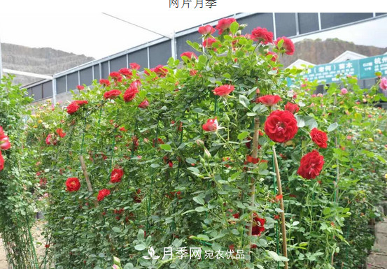 供應南陽月季，花中皇后，月月花開月月紅(圖7)