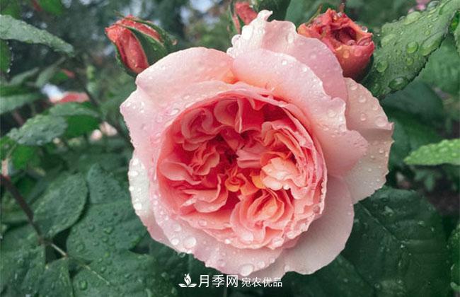 月季花的花語是什么？月季花的寓意和象征(圖1)