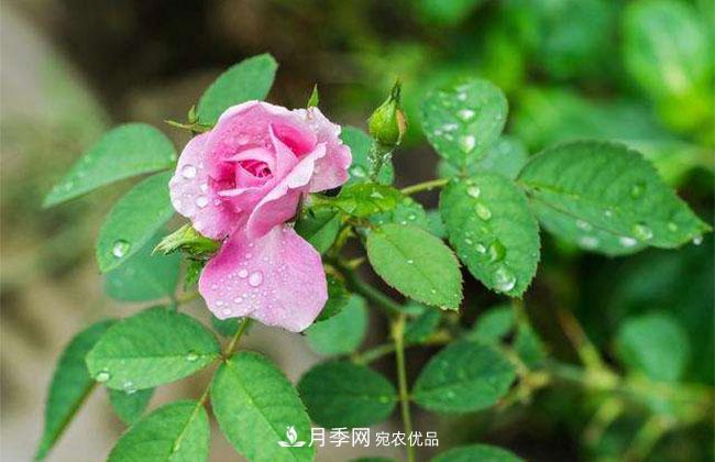 月季花的花語是什么？月季花的寓意和象征(圖2)