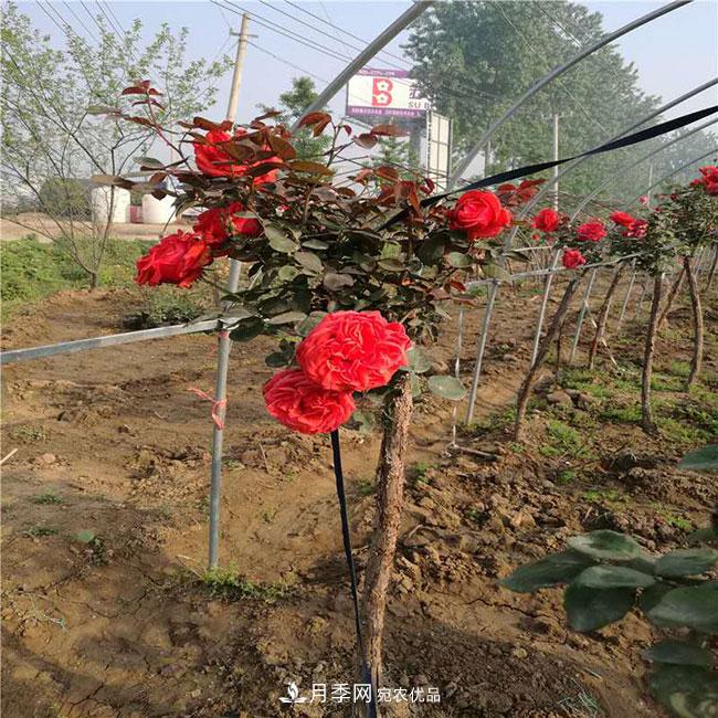 月季花的花語是什么？月季花的寓意和象征(圖4)