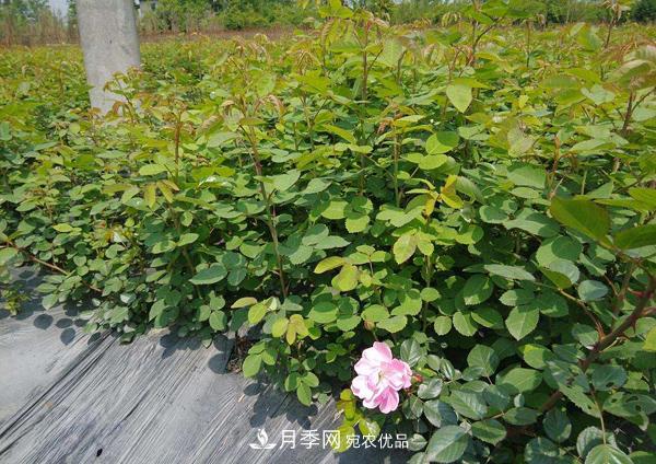 月季花幼苗怎樣栽培？月季苗種植方法(圖2)