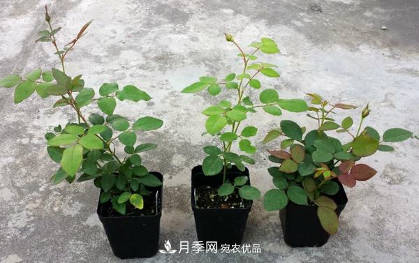 月季花幼苗怎樣栽培？月季苗種植方法(圖1)