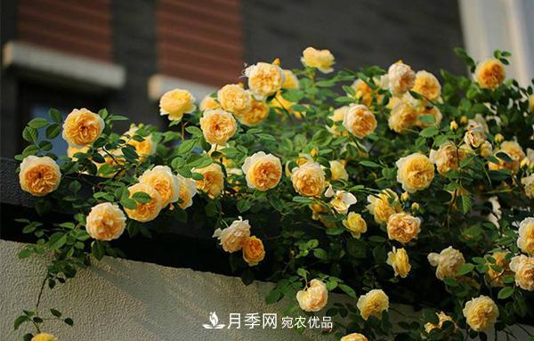 月季花幼苗怎樣栽培？月季苗種植方法(圖4)