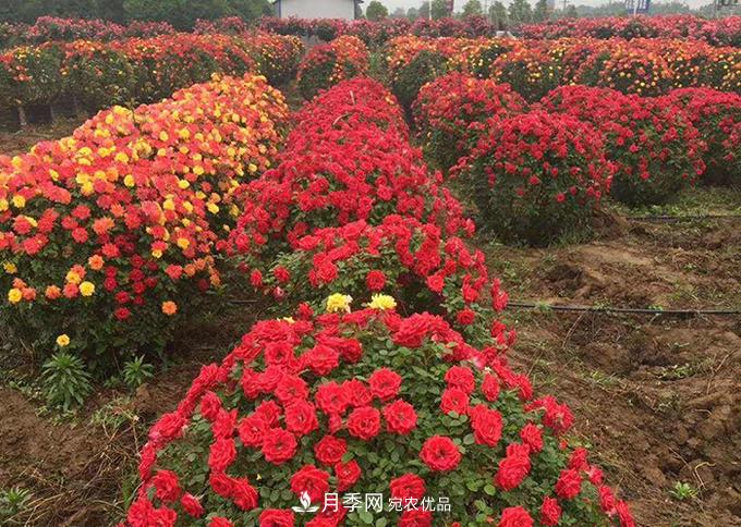 基地直供造型月季花瓶、月季花球、月季花柱批發(fā)價(jià)格(圖3)