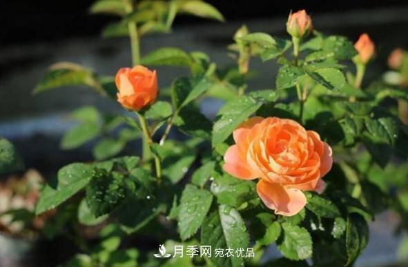 月季網(wǎng)，月季花秋季施肥方法(圖1)