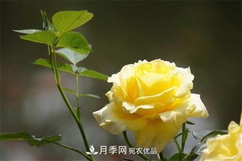 分享10種大花月季，每一款開花鮮艷香味清新(圖1)