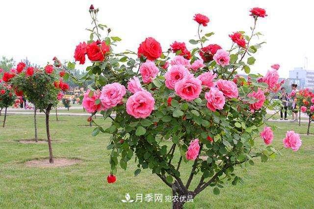 月季花這樣管理，一年開(kāi)兩次花(圖3)