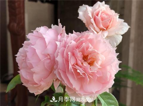 這6種月季花，四季開花不斷，又大又美，值得入手(圖2)