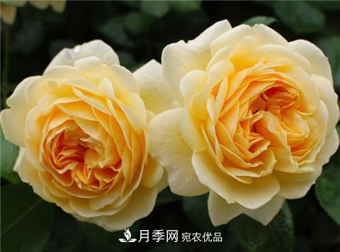 這6種月季花，四季開花不斷，又大又美，值得入手(圖4)