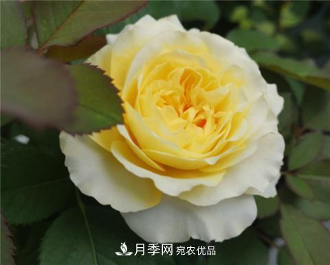 這6種月季花，四季開花不斷，又大又美，值得入手(圖8)