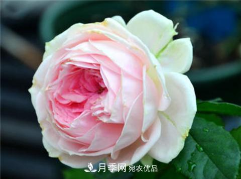 這6種月季花，四季開花不斷，又大又美，值得入手(圖7)