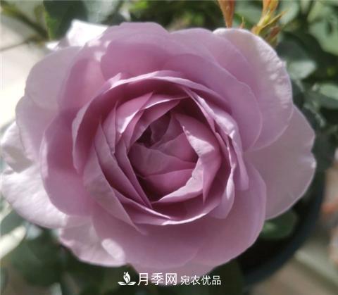 這6種月季花，四季開花不斷，又大又美，值得入手(圖10)