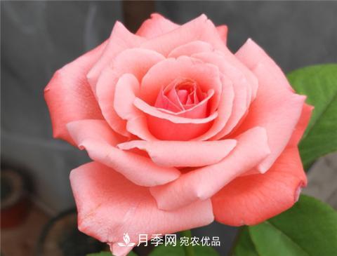 這6種月季花，四季開花不斷，又大又美，值得入手(圖11)