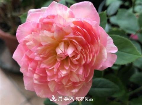 這6種月季花，四季開花不斷，又大又美，值得入手(圖9)