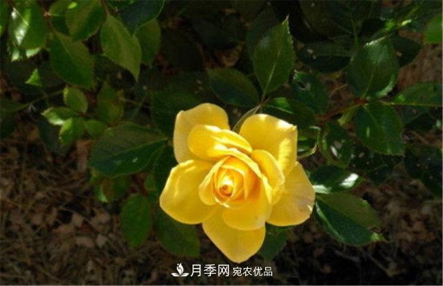 全球10大“名貴”月季花，養(yǎng)過(guò)其中5盆，就算“月季發(fā)燒友”(圖3)