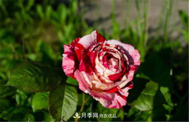 全球10大“名貴”月季花，養(yǎng)過(guò)其中5盆，就算“月季發(fā)燒友”(圖5)