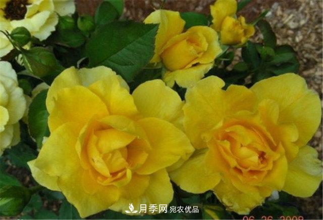 全球10大“名貴”月季花，養(yǎng)過(guò)其中5盆，就算“月季發(fā)燒友”(圖7)