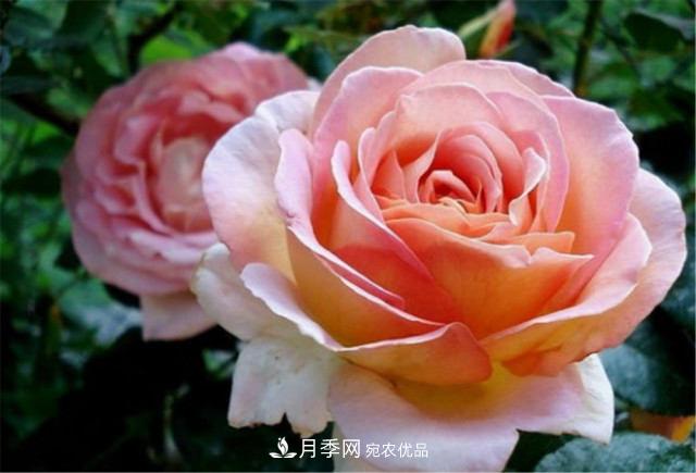 全球10大“名貴”月季花，養(yǎng)過(guò)其中5盆，就算“月季發(fā)燒友”(圖11)