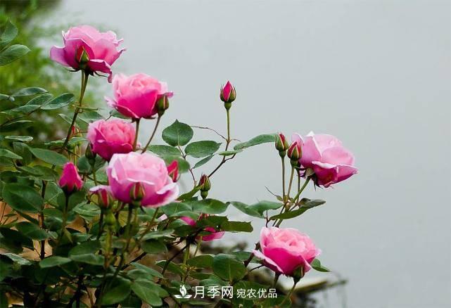 養(yǎng)好月季花需要注意的三個(gè)要點(diǎn)(圖1)