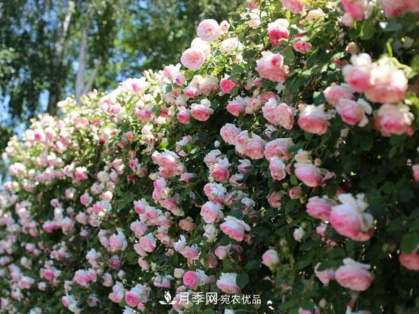 新手種植月季容易犯的幾個(gè)錯(cuò)誤(圖2)